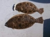 NC Flounder Fishing