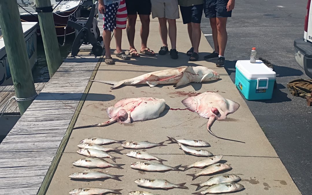 Outer Banks Fishing Report: Bluefish, Bowfishing & Shark Fishing Are Heating Up in Hatteras