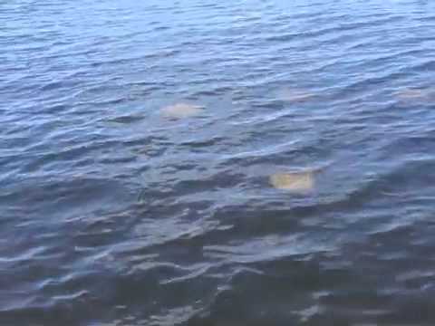 Rays